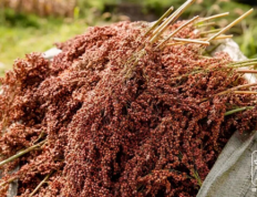 善酿者肆拾玖坊，守正创新，致敬时代